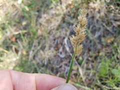 Carex subfusca