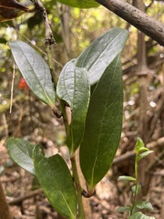 Psammisia graebneriana