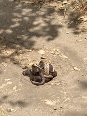 Lampropeltis californiae