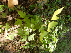 Toxicodendron radicans negundo