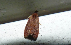 Olethreutes submissanum