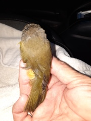 Geothlypis philadelphia