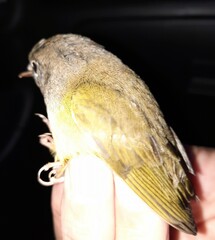 Geothlypis philadelphia