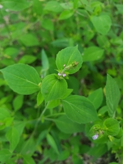 Mosla dianthera