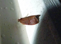 Olethreutes submissanum