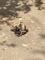 Lampropeltis californiae