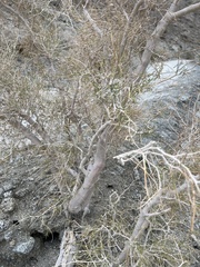 Psorothamnus schottii