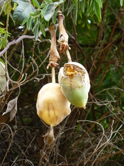 Passiflora × rosea