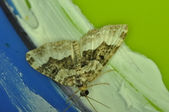 Euphyia intermediata