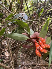 Psammisia graebneriana