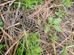 Phrynosoma orbiculare