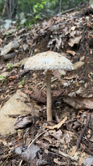 Macrolepiota procera