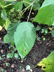 Hydrangea arborescens