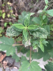 Euphorbia davidii