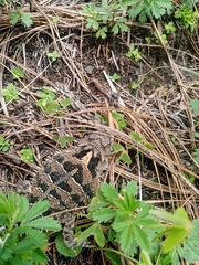 Phrynosoma orbiculare