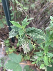 Euphorbia davidii