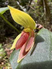 Pleurothallis
