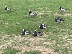 Branta leucopsis