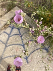 Malacothamnus fasciculatus