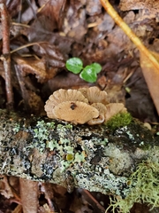 Panellus
