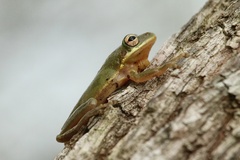 Hyla