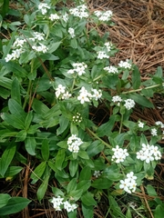 Lithospermum distichum
