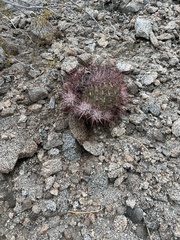 Ferocactus cylindraceus