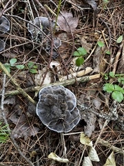 Phellodon niger