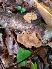 Panellus