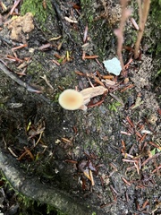 Simocybe centunculus