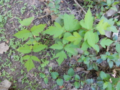 Toxicodendron radicans negundo