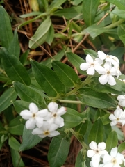 Lithospermum distichum