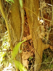 Casearia sylvestris