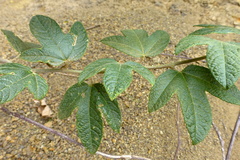 Passiflora × rosea