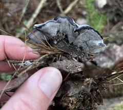 Phellodon niger