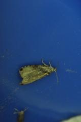 Olethreutes exoletum