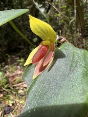 Pleurothallis