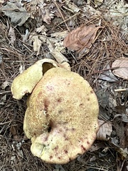 Aureoboletus innixus