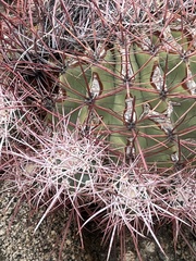 Ferocactus cylindraceus