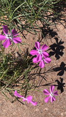 Phlox nana