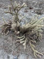 Cylindropuntia
