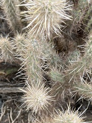 Cylindropuntia