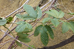 Passiflora × rosea