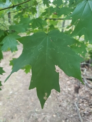 Acer floridanum