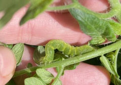 Trichoplusia ni