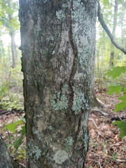 Acer floridanum