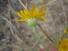 Xanthisma gracile