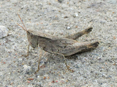 Dichromorpha viridis