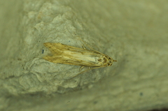 Metzneria lappella