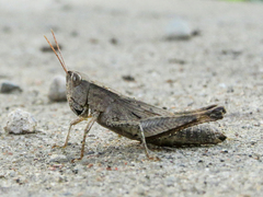 Dichromorpha viridis